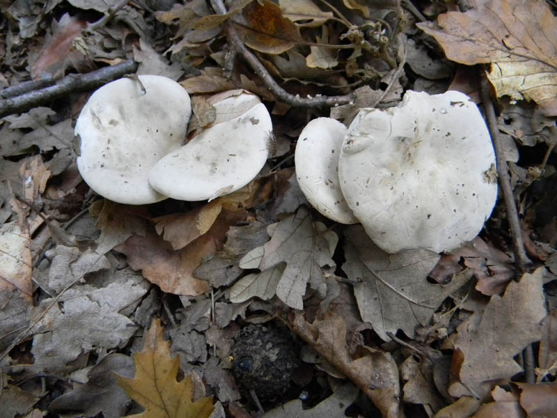 Escursione 8.10.2010.