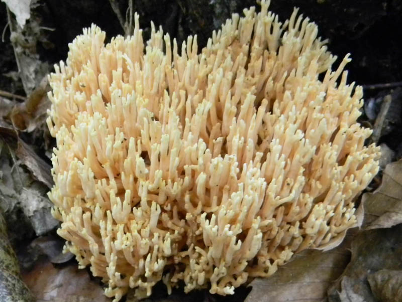 Ramaria fotog.8.10.2010.