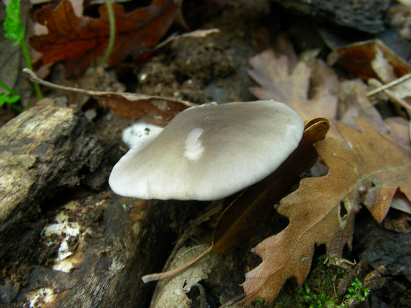 Legnicolo bosco di quercia (vecchio ritrovamento)