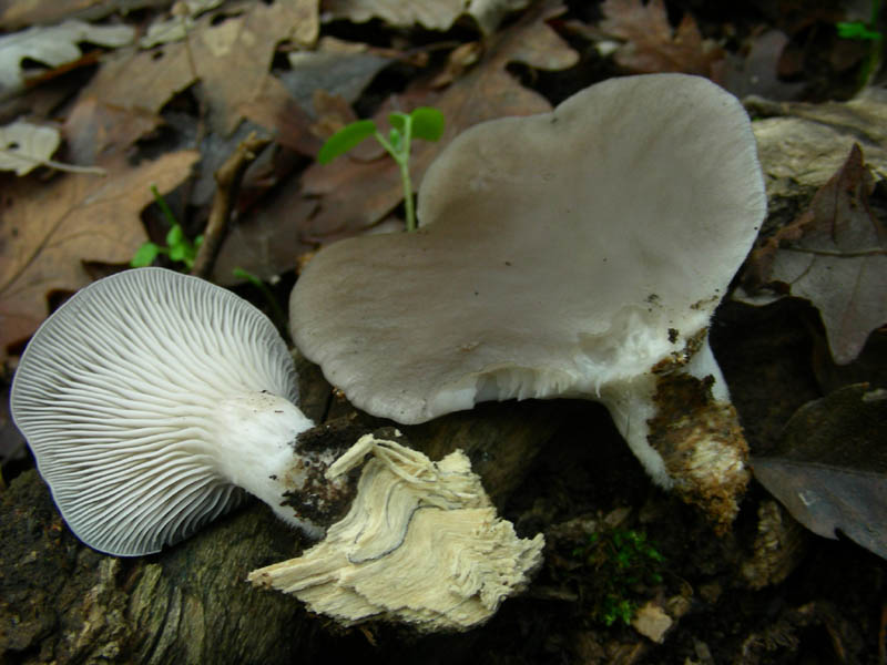 Legnicolo bosco di quercia (vecchio ritrovamento)