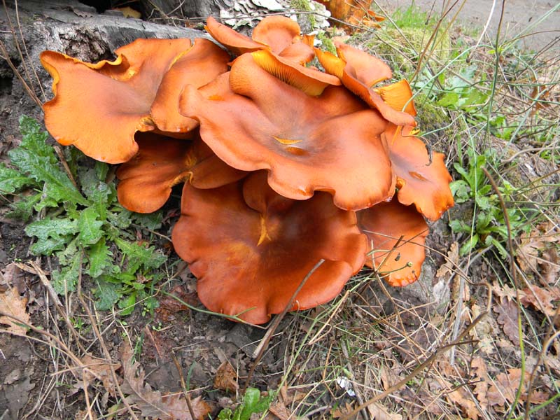 Escursione del 9.10.2010.alcuni ritrovamenti