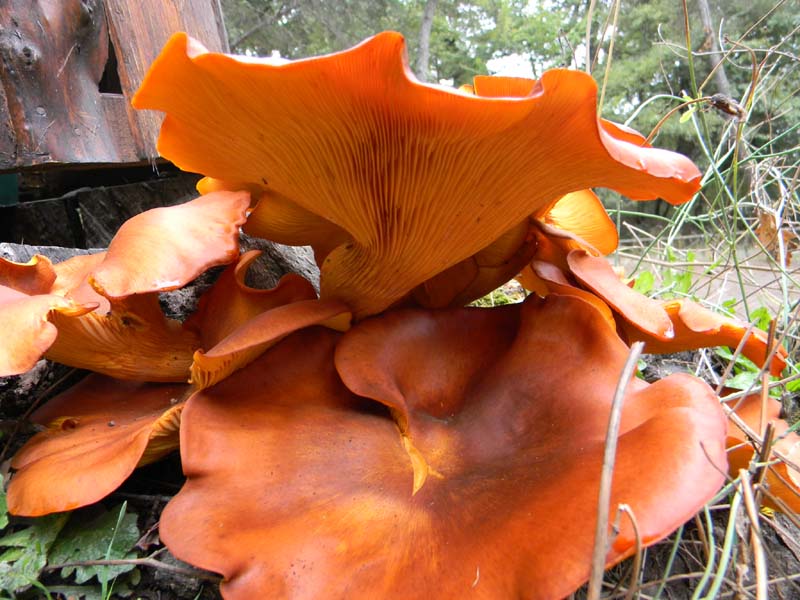 Escursione del 9.10.2010.alcuni ritrovamenti