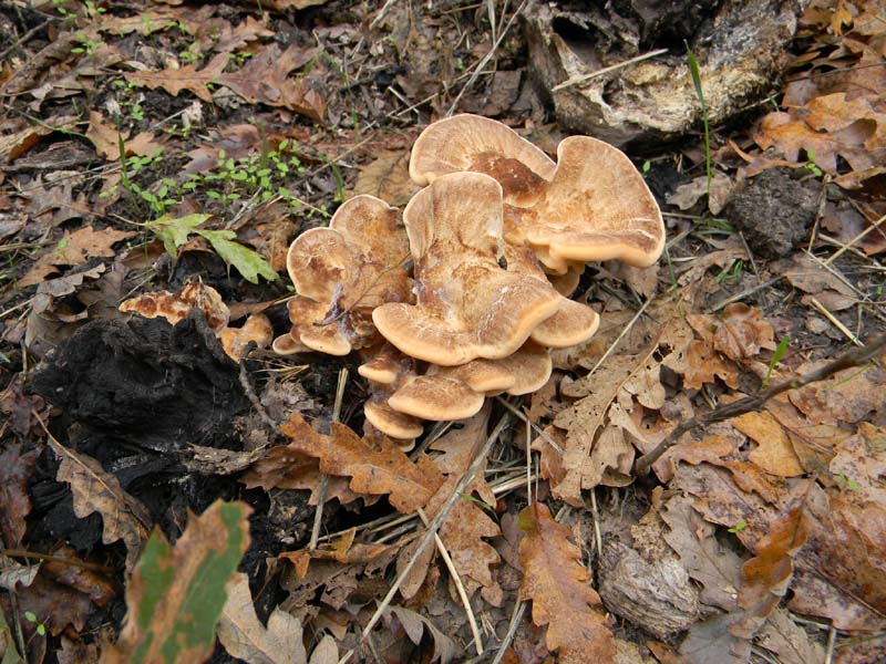 Escursione del 9.10.2010.alcuni ritrovamenti