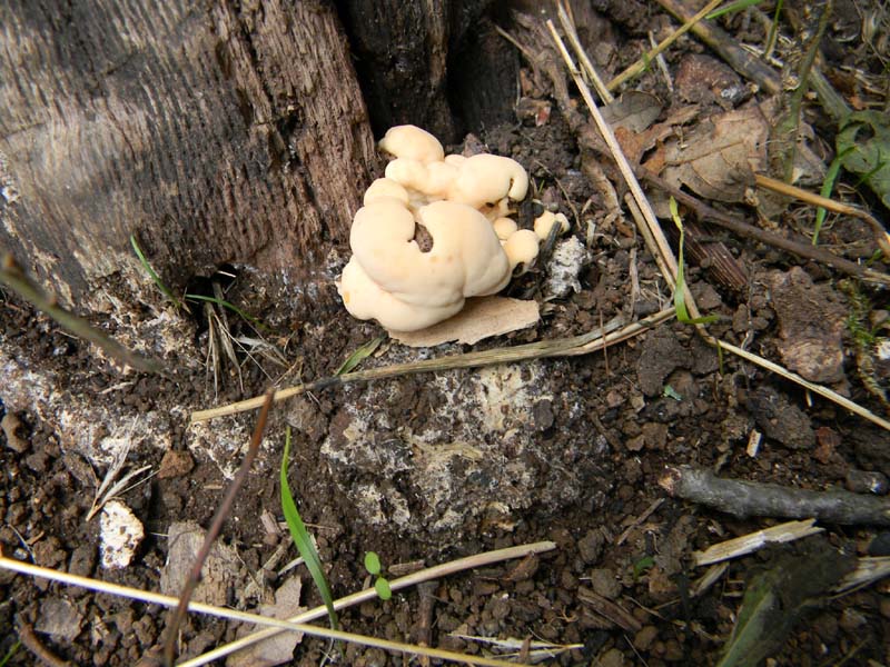 Escursione del 9.10.2010.alcuni ritrovamenti