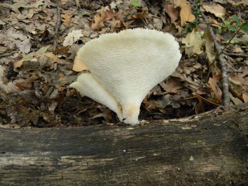 Ritrovamenti del 9.10.2010 bosco di Quercia