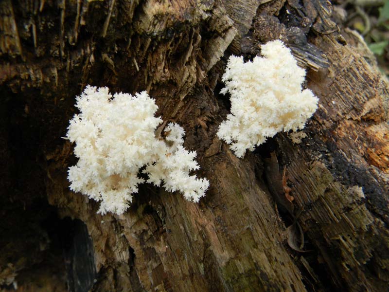 Escursione del 9.10.2010.alcuni ritrovamenti