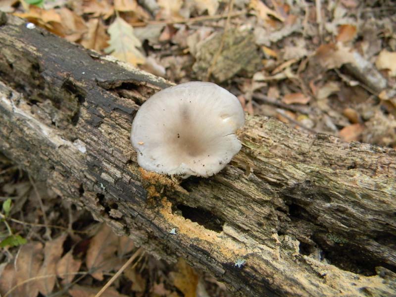 Ritrovamenti del 9.10.2010 bosco di Quercia
