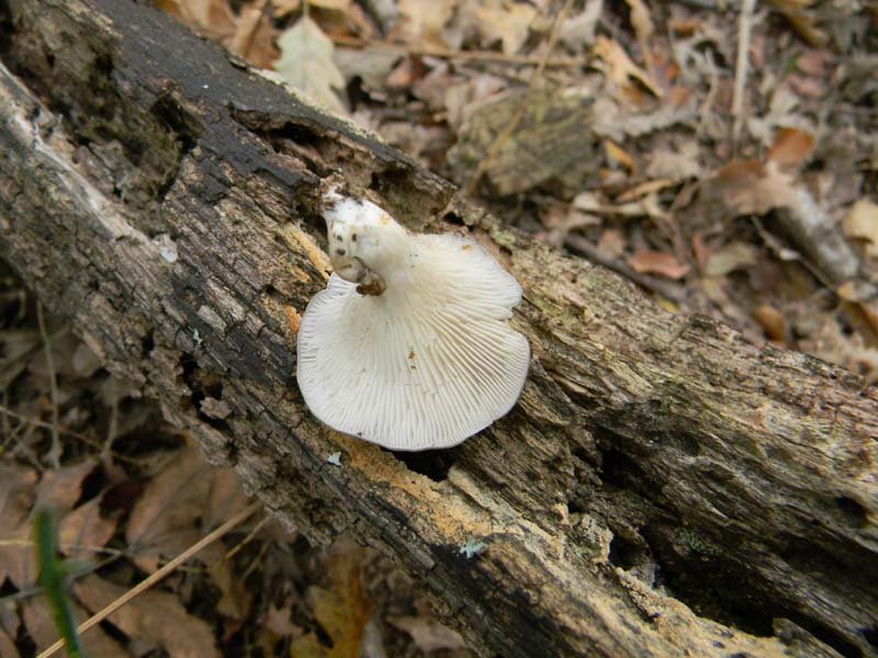 Ritrovamenti del 9.10.2010 bosco di Quercia