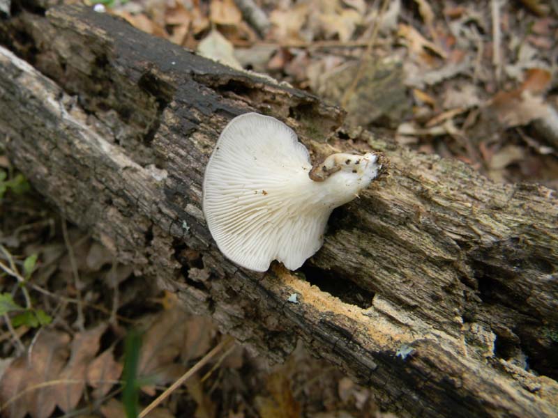 Ritrovamenti del 9.10.2010 bosco di Quercia