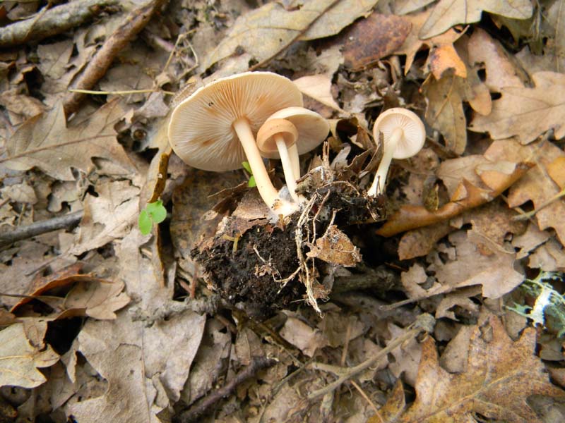 Ritrovamenti del 9.10.2010 bosco di Quercia