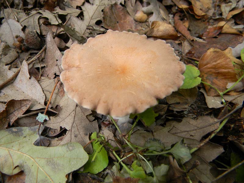 Ritrovamenti del 9.10.2010 bosco di Quercia