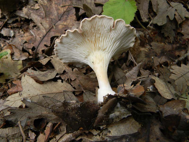 Ritrovamenti del 9.10.2010 bosco di Quercia