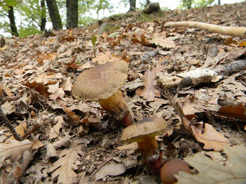 Ritrovamenti del 9.10.2010 bosco di Quercia