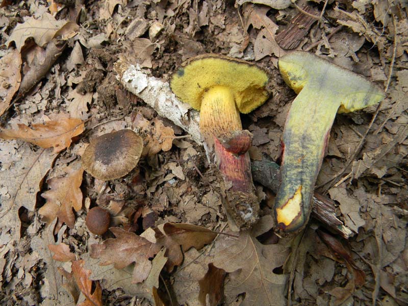 Ritrovamenti del 9.10.2010 bosco di Quercia