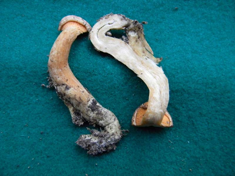 Strano ritrovamento fotog.il 9.10.2010