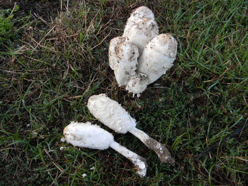 Escursione del 12.10.2010.