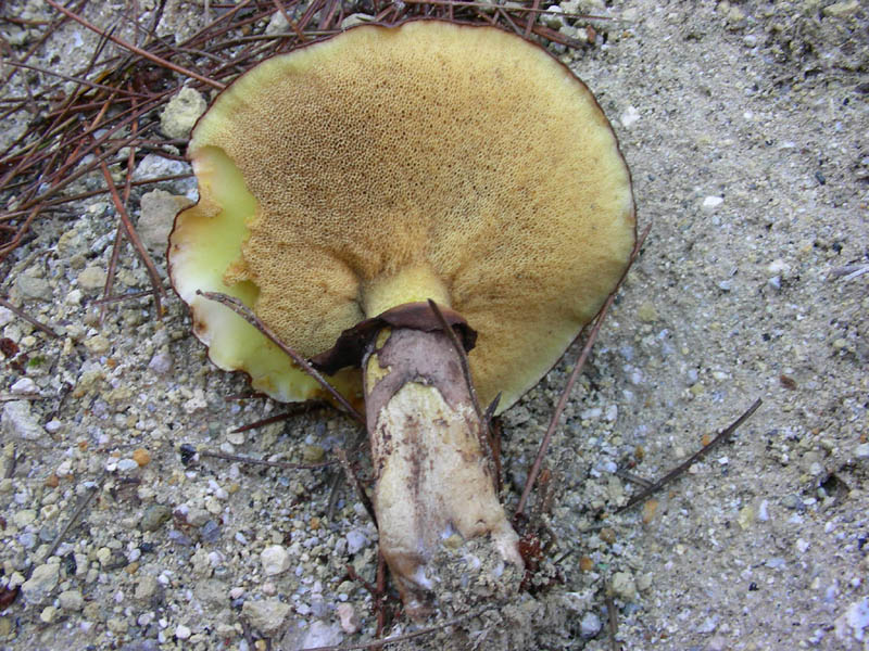 Solo vecchi ritrovamenti Suillus luteus