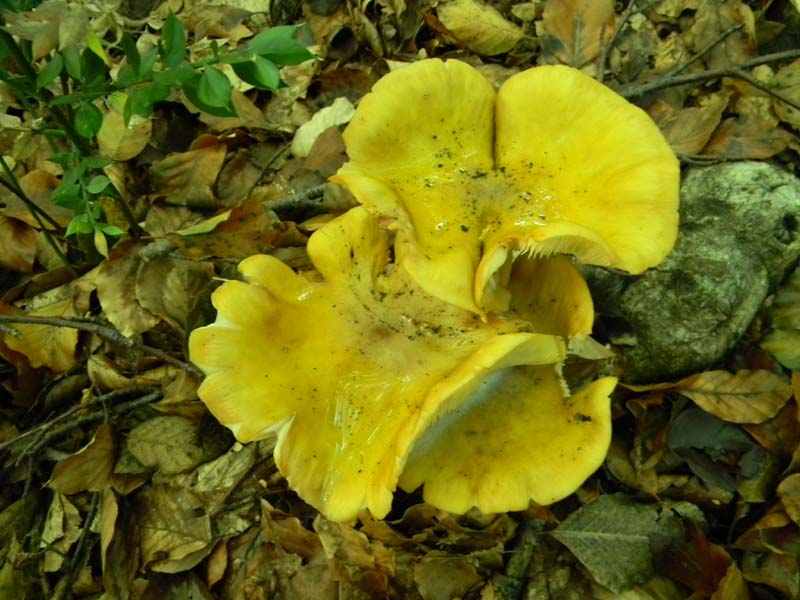 Escursione del 12.10.2010.