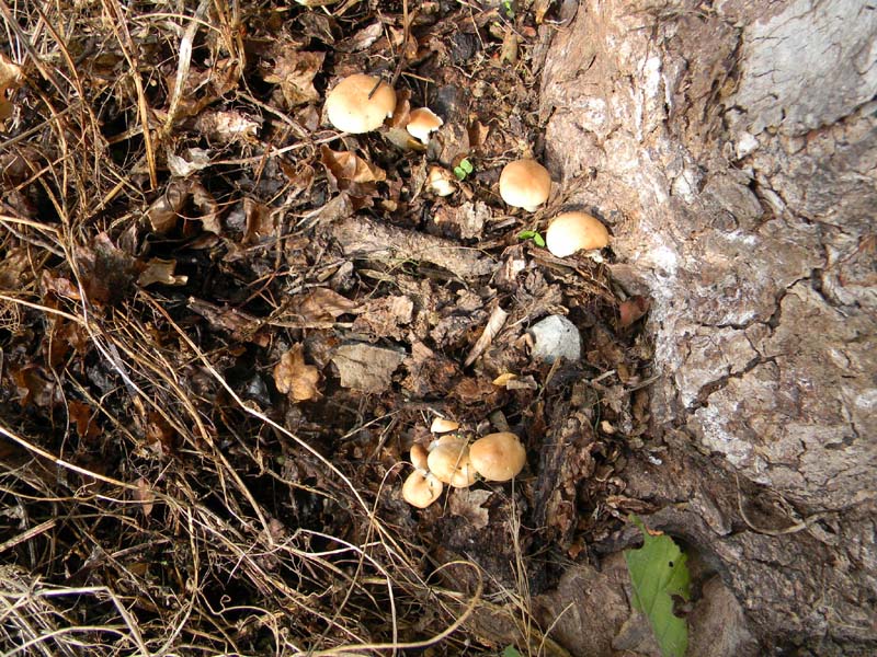 Escursione del 12.10.2010.