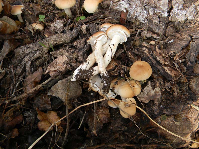 Escursione del 12.10.2010.