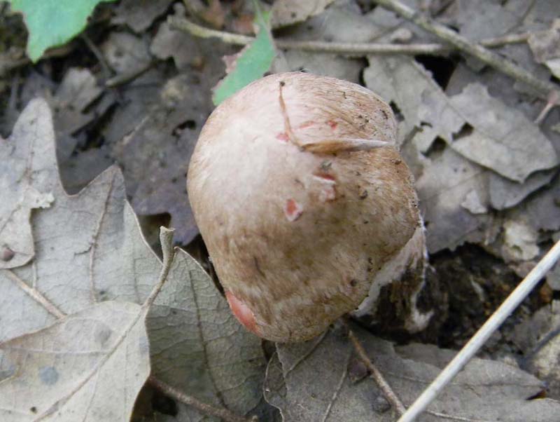 Altri ritrovamenti del 12.10.sono leucoagaricus