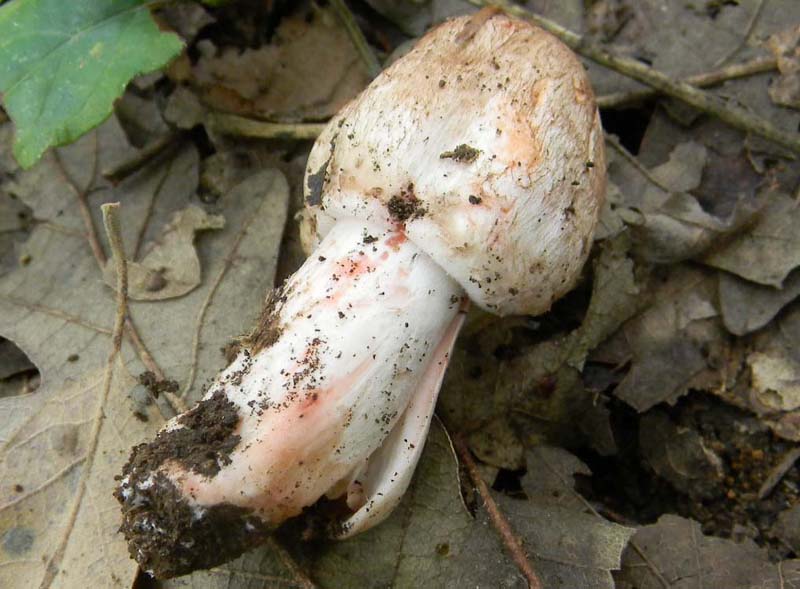 Altri ritrovamenti del 12.10.sono leucoagaricus