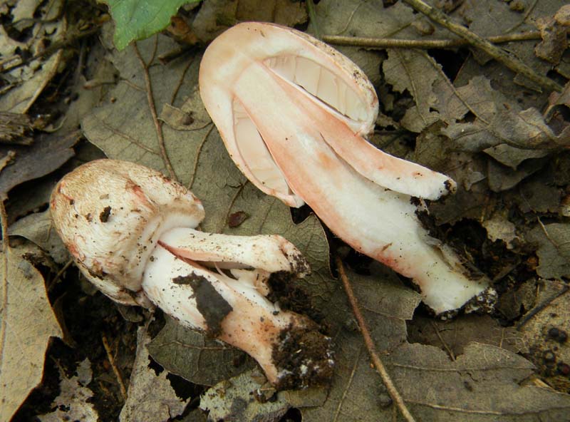Altri ritrovamenti del 12.10.sono leucoagaricus
