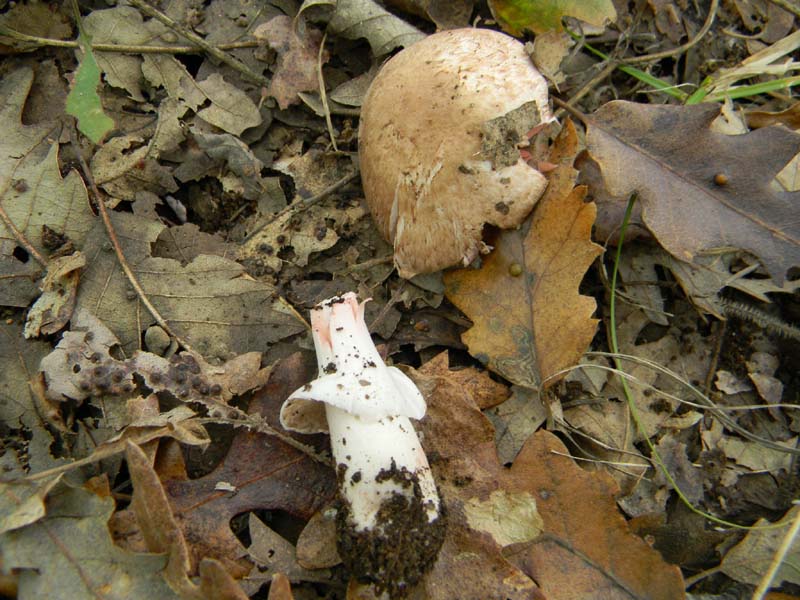 Altri ritrovamenti del 12.10.sono leucoagaricus