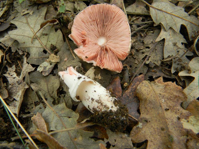 Altri ritrovamenti del 12.10.sono leucoagaricus