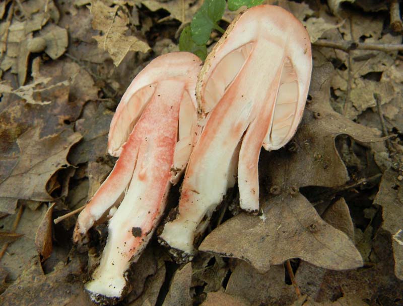 Altri ritrovamenti del 12.10.sono leucoagaricus