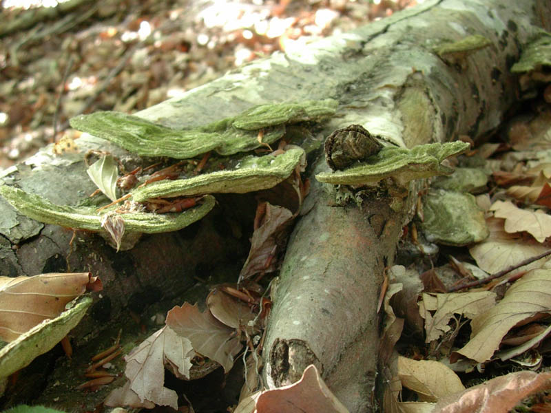 Tre vecchi ritrovamenti aspetando la pioggia