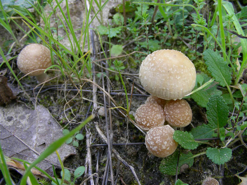 Vecchio ritrovamento Psathyrella ?