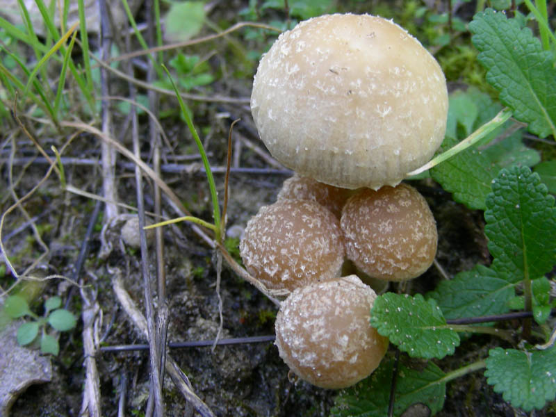 Vecchio ritrovamento Psathyrella ?