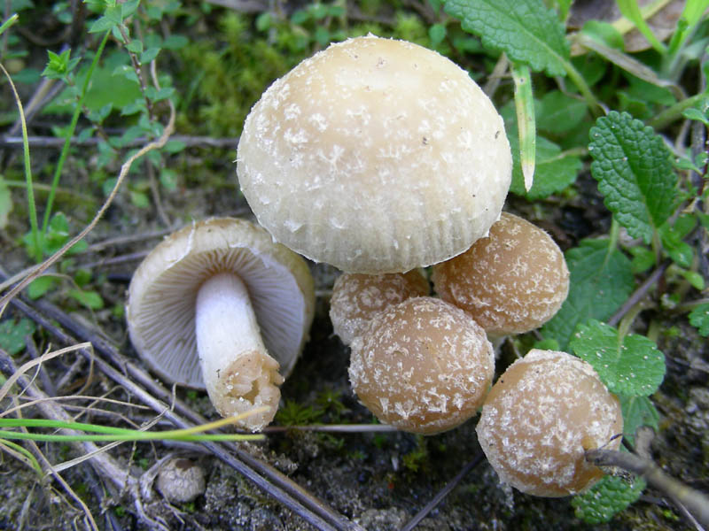 Vecchio ritrovamento Psathyrella ?