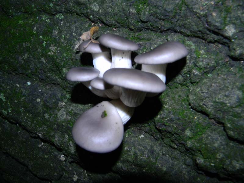 Escursione del 26.10.2010 alcuni ritrovamenti