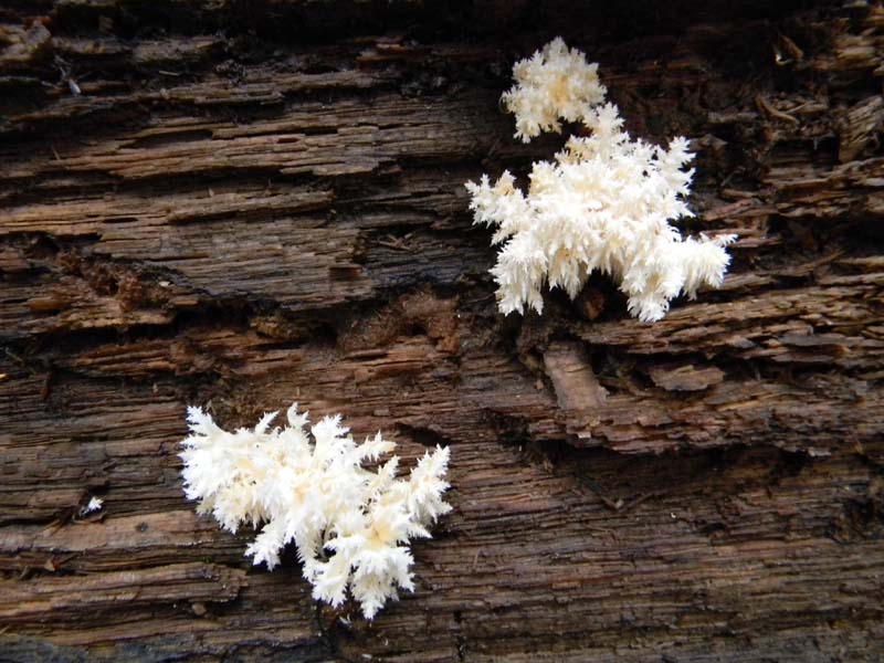 Escursione del 26.10.2010 alcuni ritrovamenti