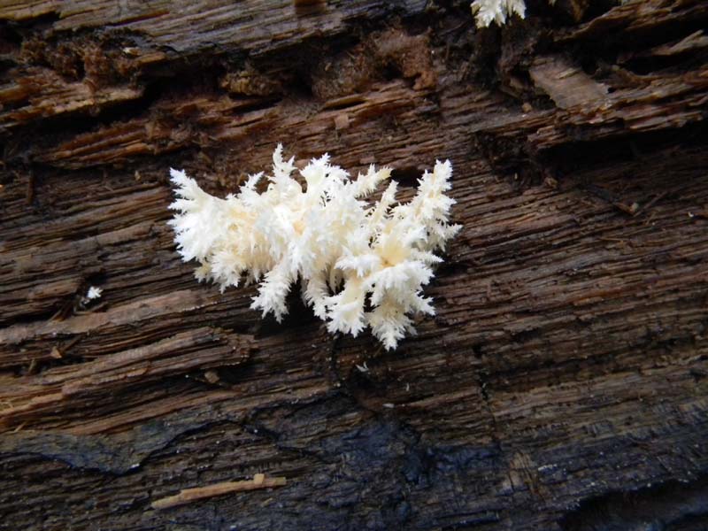 Escursione del 26.10.2010 alcuni ritrovamenti