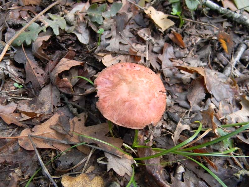 Agaricus fotog.il 26.10.2010.sotto Quercia