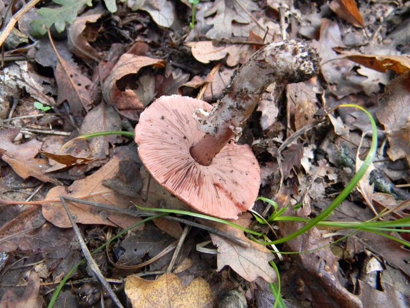 Agaricus fotog.il 26.10.2010.sotto Quercia