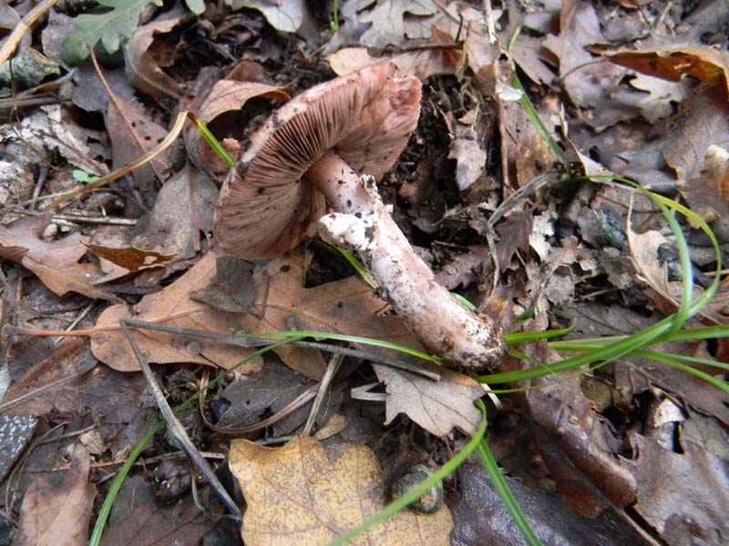 Agaricus fotog.il 26.10.2010.sotto Quercia
