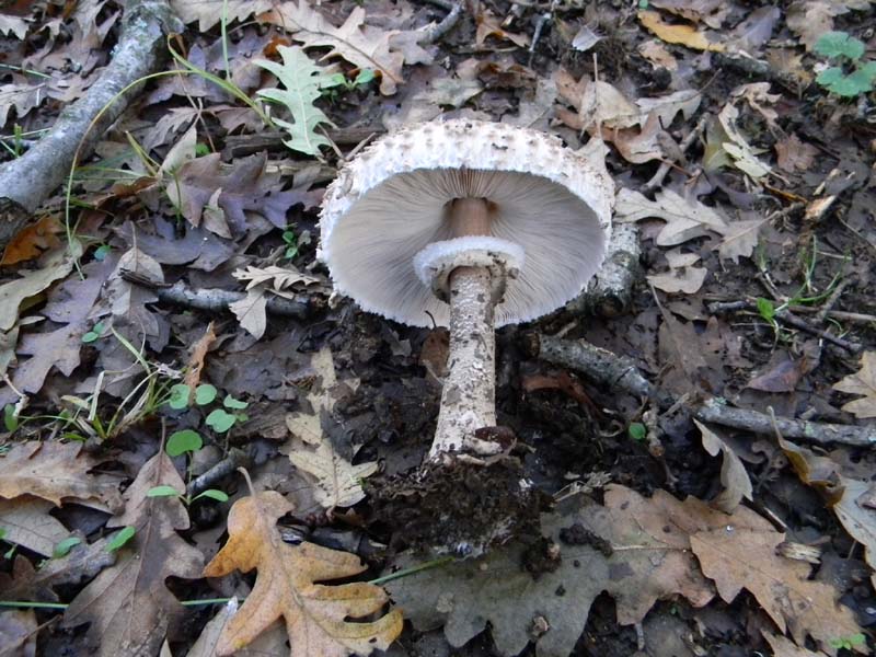 Escursione del 26.10.2010 alcuni ritrovamenti