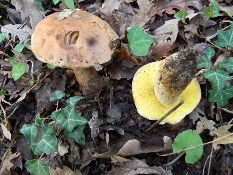 Escursione del 26.10.2010 alcuni ritrovamenti