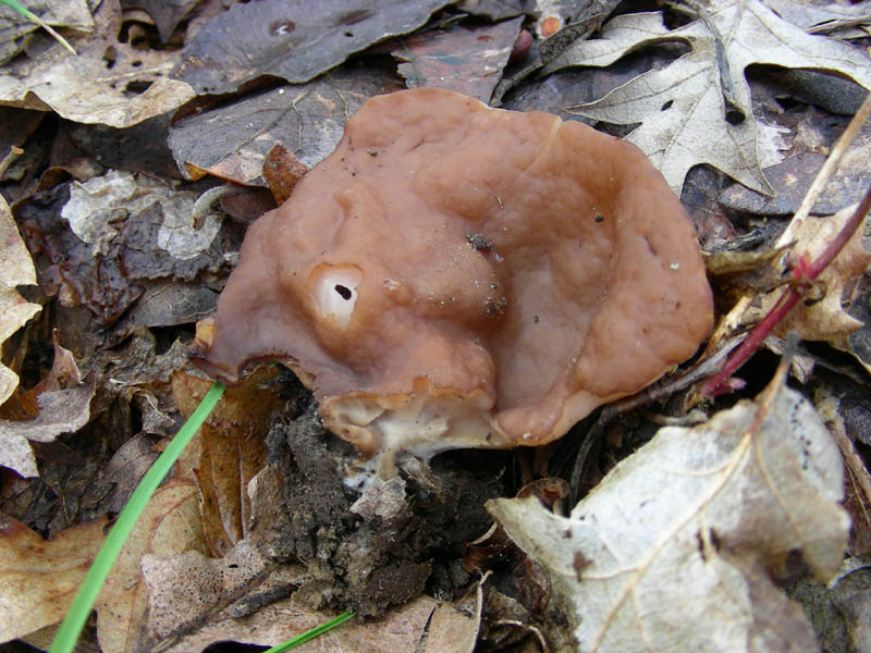 Vecchio ritrovamento.