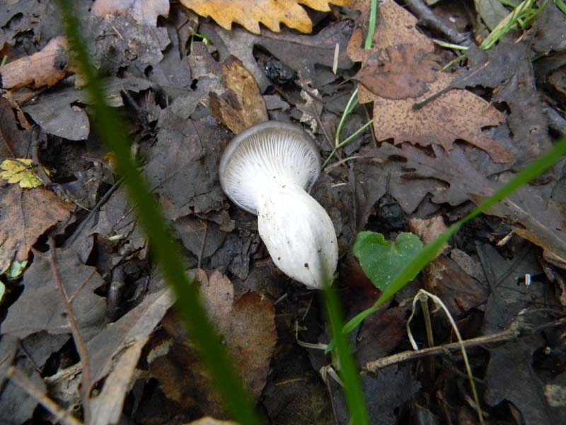 Escursione del 26.10.2010 alcuni ritrovamenti