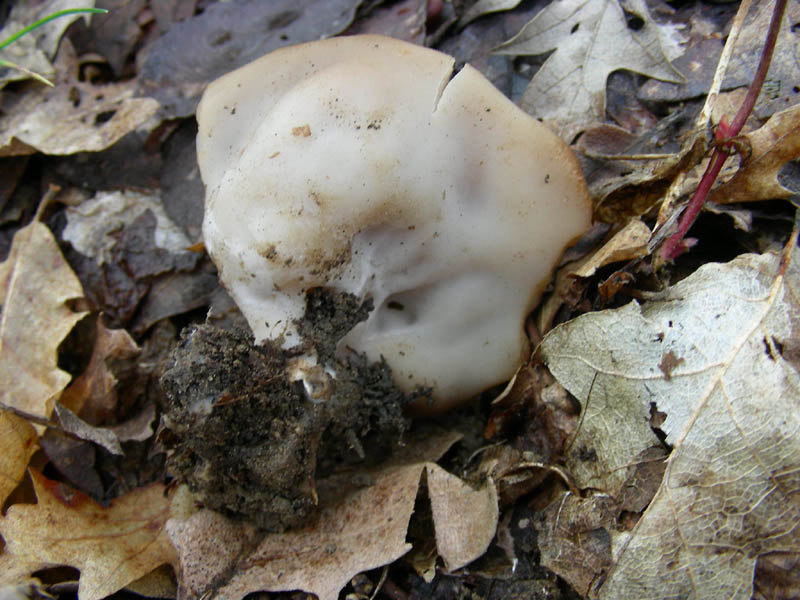 Vecchio ritrovamento.