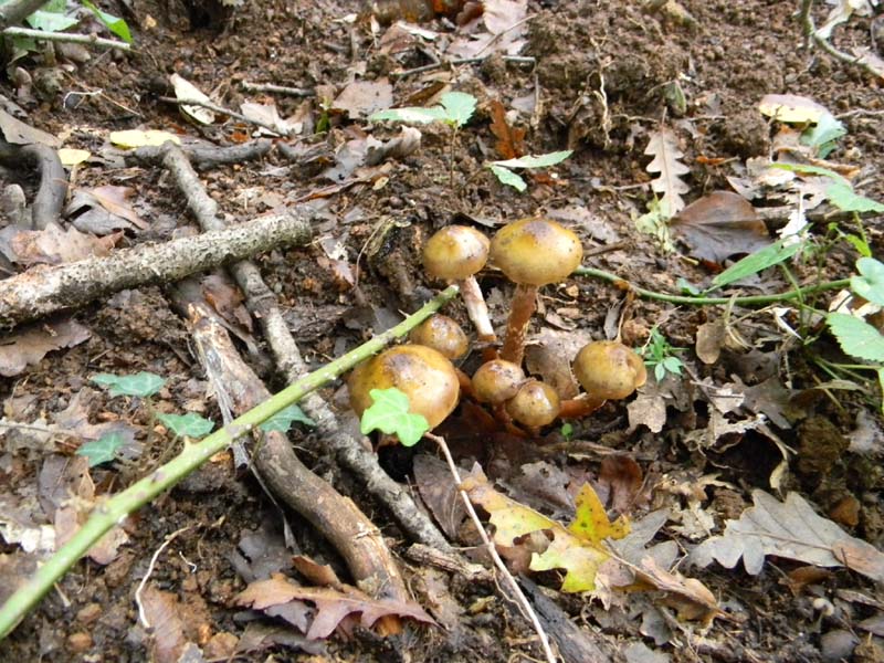 Escursione del 26.10.2010 alcuni ritrovamenti