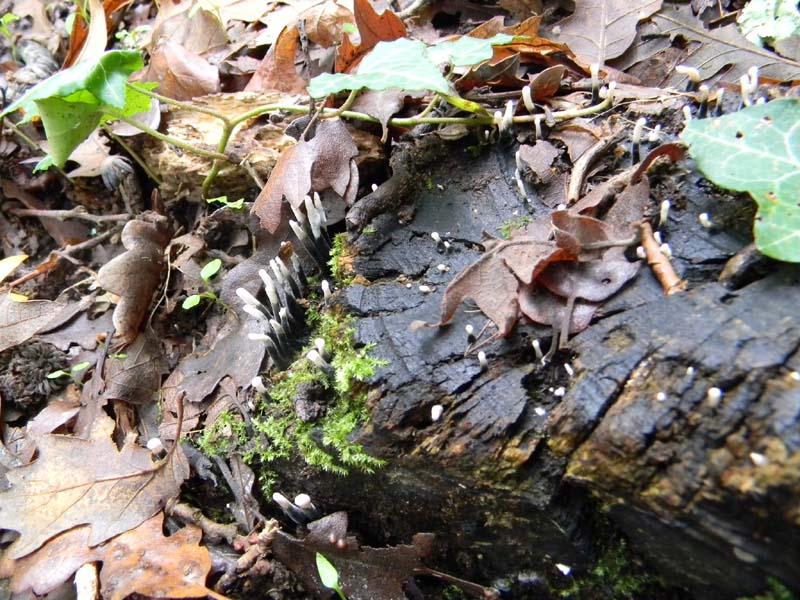 Escursione del 26.10.2010 alcuni ritrovamenti