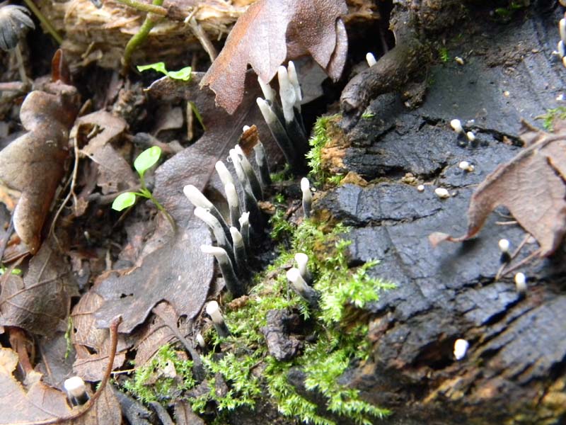 Escursione del 26.10.2010 alcuni ritrovamenti