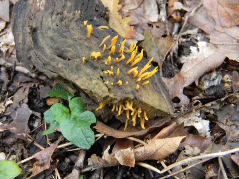 Escursione del 26.10.2010 alcuni ritrovamenti