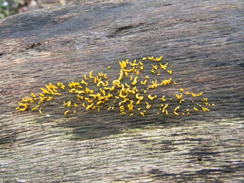 Escursione del 26.10.2010 alcuni ritrovamenti